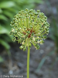 Allium victorialis – česnek hadí