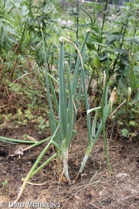 Allium ×proliferum – cibule prorůstavá