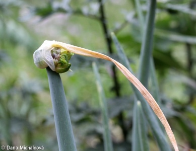 Allium ×proliferum – cibule prorůstavá