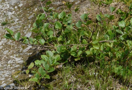 Alnus alnobetula – olše zelená
