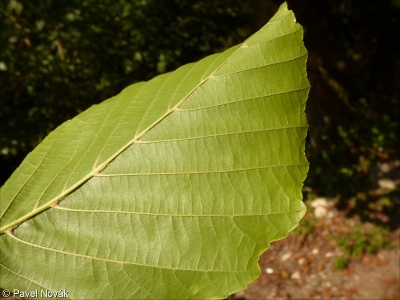 Alnus glutinosa subsp. barbata