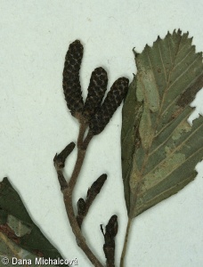 Alnus incana subsp. incana – olše šedá pravá