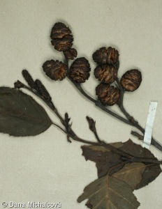 Alnus incana subsp. incana – olše šedá pravá