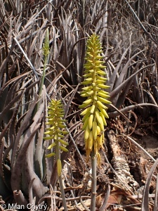 Aloe vera