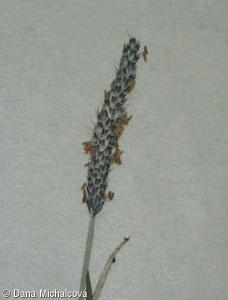 Alopecurus geniculatus subsp. geniculatus