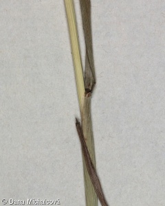Alopecurus pratensis – psárka luční