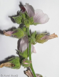 Althaea officinalis – proskurník lékařský