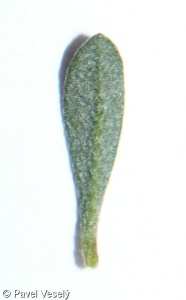 Alyssum alyssoides – tařice kališní