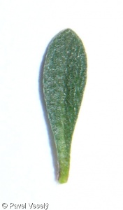 Alyssum alyssoides – tařice kališní