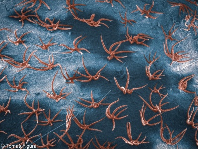 Alyssum alyssoides &ndash; tařice kališní