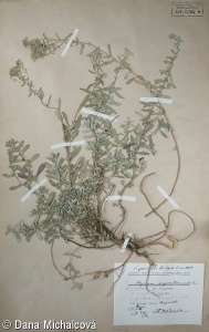 Alyssum argenteum – tařice stříbrná