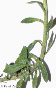 Alyssum montanum – tařice horská