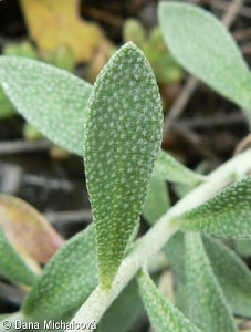 Alyssum montanum subsp. gmelinii – tařice horská Gmelinova