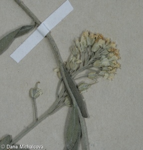Alyssum murale – tařice zední