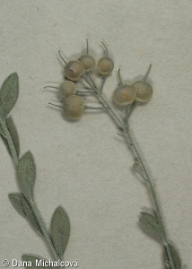 Alyssum murale – tařice zední