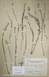 Alyssum rostratum – tařice zobánkatá