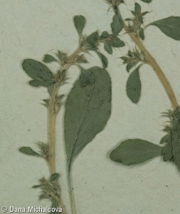 Amaranthus albus – laskavec bílý