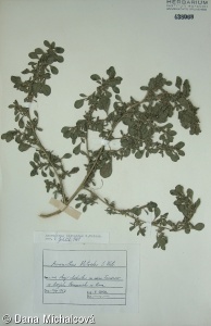 Amaranthus blitoides – laskavec žmindovitý