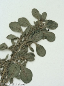Amaranthus blitoides – laskavec žmindovitý