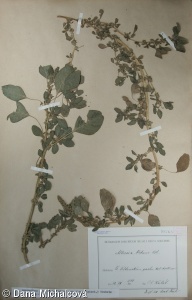 Amaranthus blitum – laskavec hrubozel