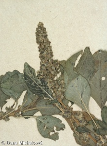 Amaranthus blitum subsp. blitum – laskavec hrubozel pravý