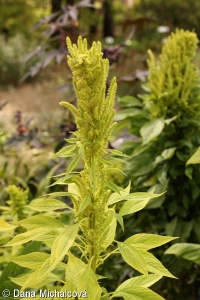 Amaranthus hybridus agg. – okruh laskavce rozkladitého