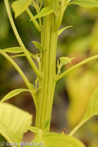 Amaranthus cruentus – laskavec krvavý