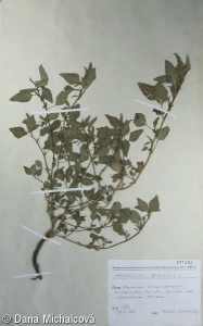 Amaranthus deflexus – laskavec skloněný