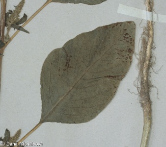 Amaranthus hybridus – laskavec rozkladitý