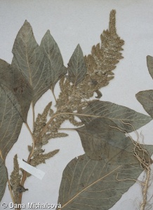 Amaranthus hybridus – laskavec rozkladitý