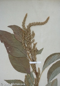 Amaranthus hypochondriacus – laskavec červenoklasý