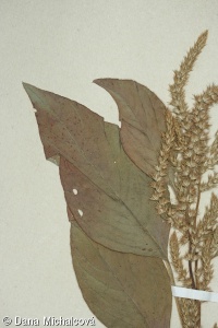Amaranthus hypochondriacus – laskavec červenoklasý