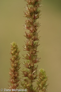 Amaranthus powellii – laskavec zelenoklasý