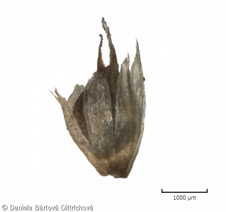 Amaranthus powellii – laskavec zelenoklasý