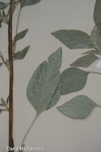 Amaranthus quitensis – laskavec rovníkový