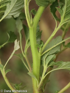 Amaranthus retroflexus – laskavec ohnutý (laskavec srstnatý)