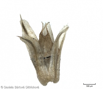 Amaranthus retroflexus – laskavec ohnutý (laskavec srstnatý)