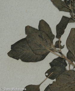 Amaranthus viridis – laskavec zelený