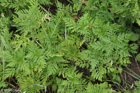 Ambrosia artemisiifolia – ambrozie peřenolistá