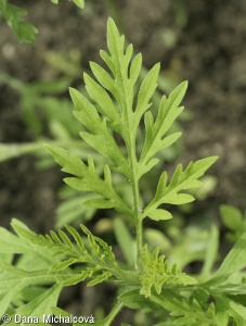 Ambrosia artemisiifolia – ambrozie peřenolistá