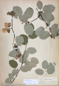 Amelanchier alnifolia – muchovník olšolistý