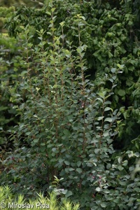 Amelanchier alnifolia &ndash; muchovník olšolistý