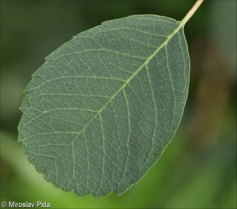 Amelanchier alnifolia &ndash; muchovník olšolistý