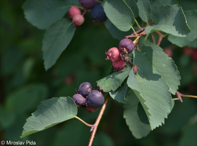 Amelanchier alnifolia &ndash; muchovník olšolistý
