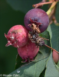 Amelanchier alnifolia &ndash; muchovník olšolistý