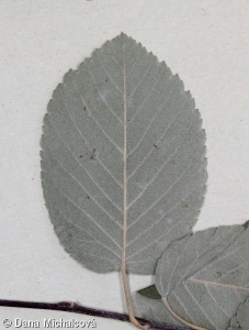 Amelanchier alnifolia – muchovník olšolistý