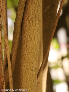 Amelanchier spicata – muchovník klasnatý