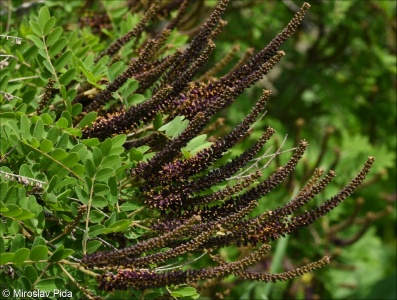 Amorpha fruticosa – netvařec křovitý