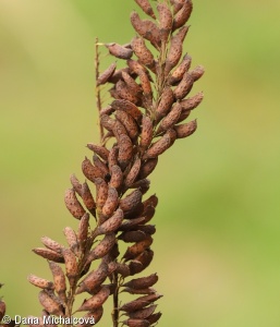 Amorpha fruticosa – netvařec křovitý