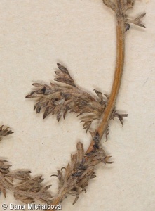 Anacyclus clavatus – trahok lékařský